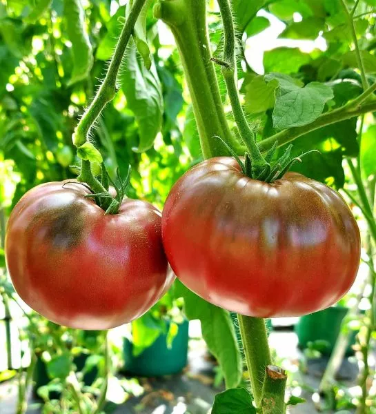 chernyy-slon-4-167430