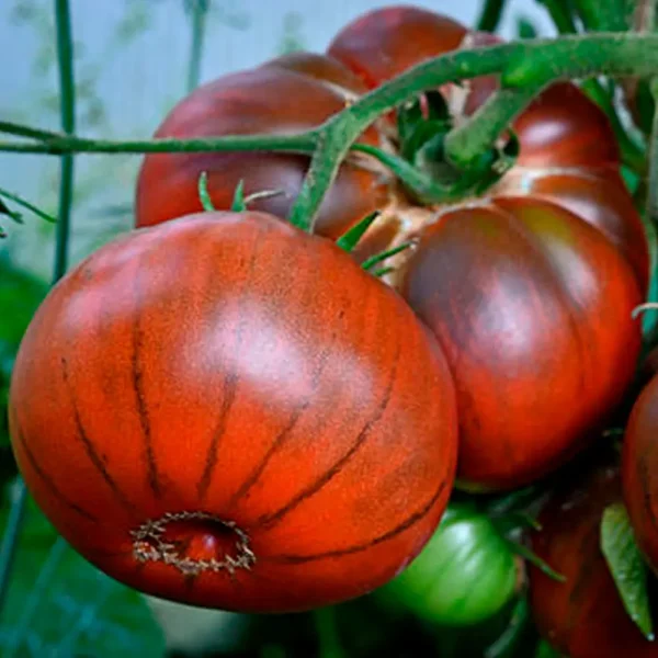 chernyy-slon-5-167430