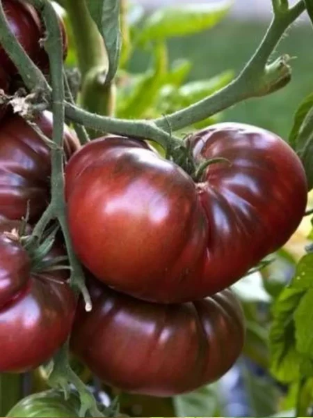 chernyy-slon-8-167430