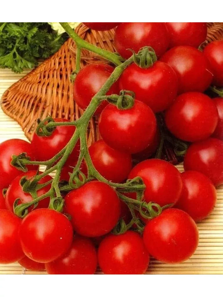 cherri-blosem-1-132016