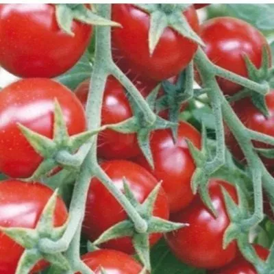 cherri-blosem-2-132016