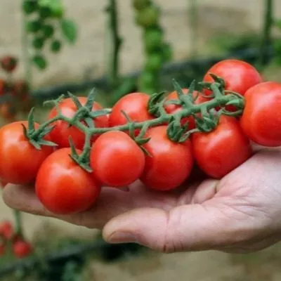 cherri-blosem-3-132016