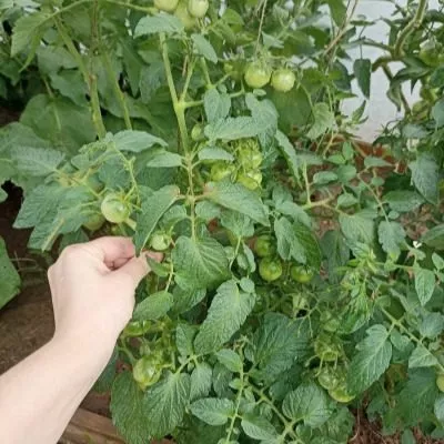 cherri-blosem-4-132016