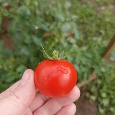 cherri-blosem-5-132016