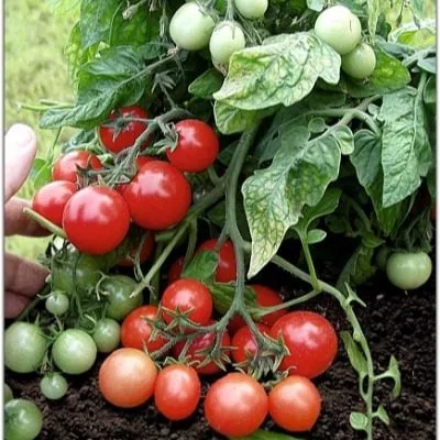 cherri-kanape-1-156568