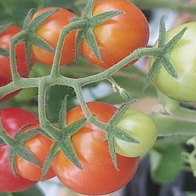 cherri-kanape-2-156568