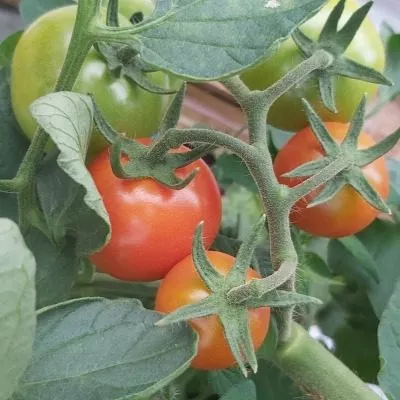 cherri-kanape-3-156568