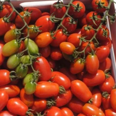 cherri-sasha-3-161952