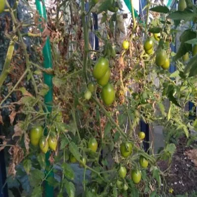 cherri-sasha-4-161952