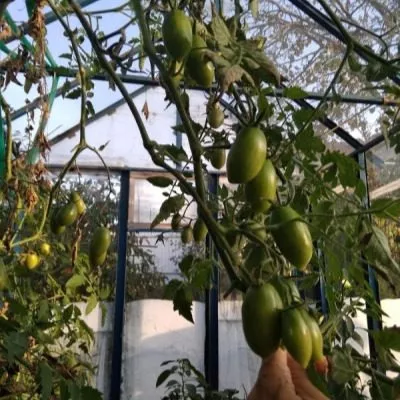 cherri-sasha-6-161952