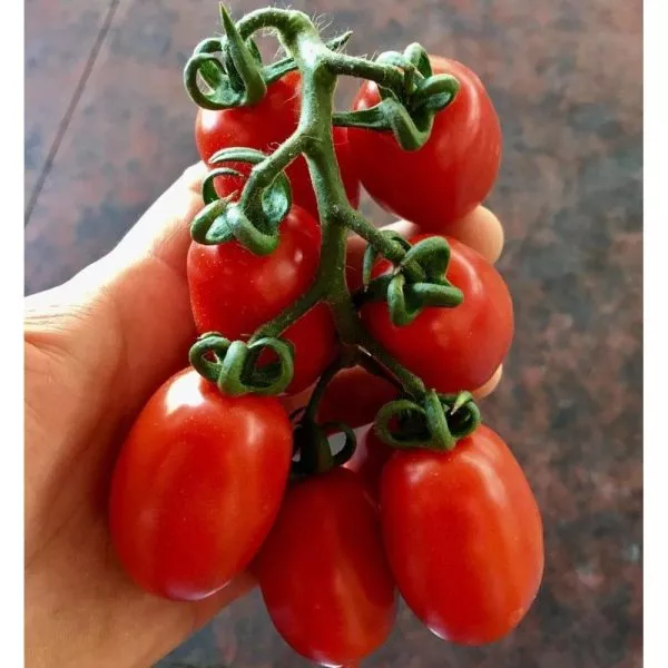 cherri-sasha-main-161952