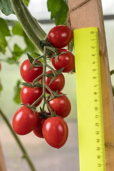 cherri-valya-1-137316