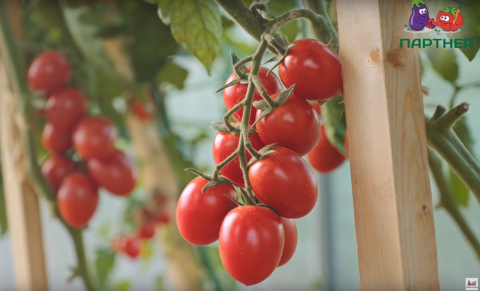 cherri-valya-2-137316