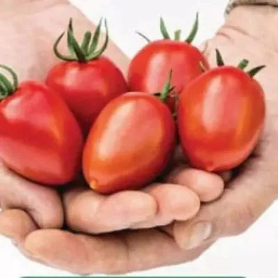 cherri-valya-3-137316