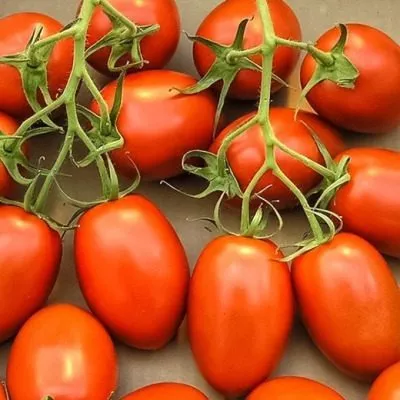 cherri-valya-4-137316-1