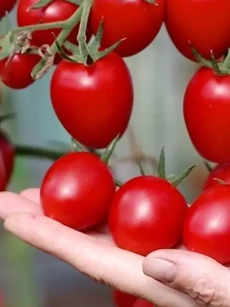 cherri-vera-1-143230