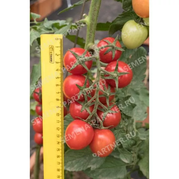 cherri-vera-3-143230