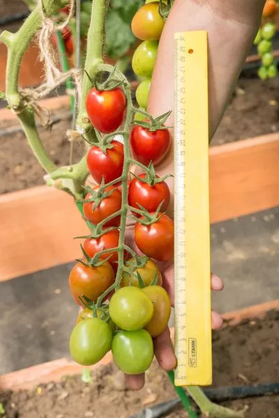 cherri-vera-4-143230