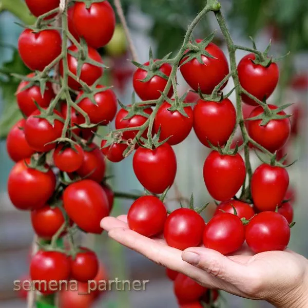 cherri-vera-5-143230