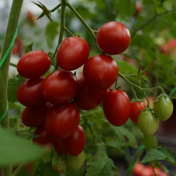 cherri-vera-6-143230