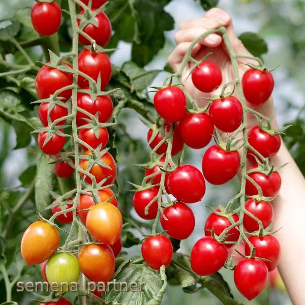 cherri-vera-8-143230