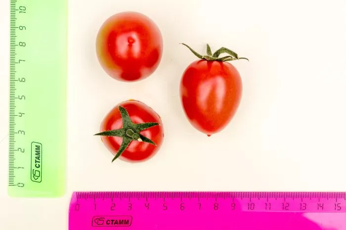 cherri-vera-9-143230