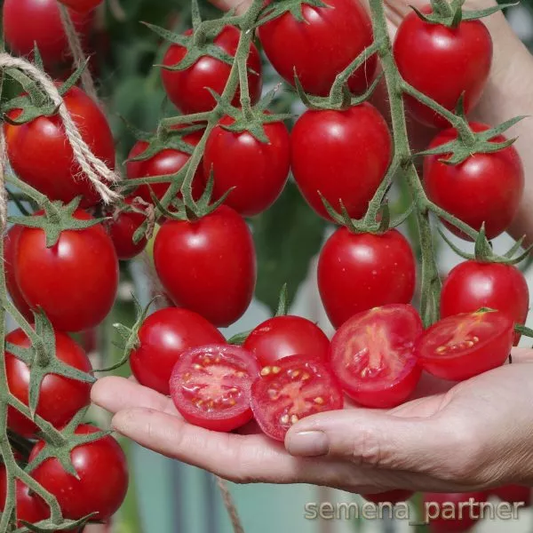 cherri-vera-main-143230