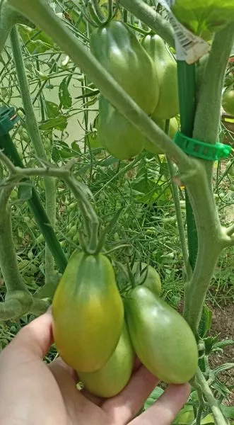 chili-verde-1-134971