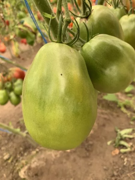 chili-verde-2-134971