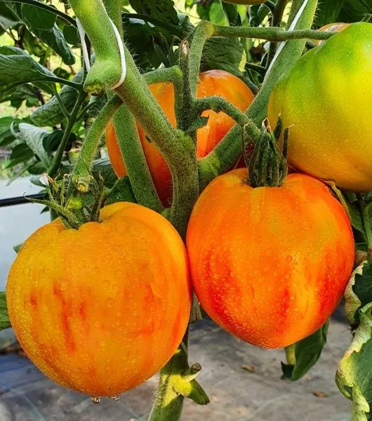 chudo-arkanzasa-5-165909