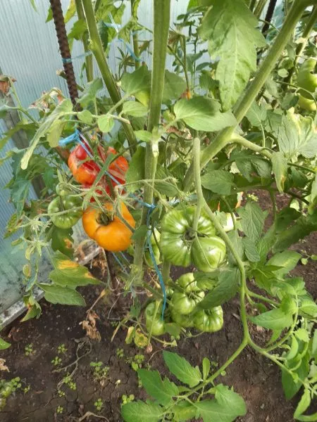 chudo-arkanzasa-6-165909