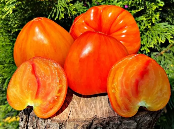 chudo-arkanzasa-main-165909