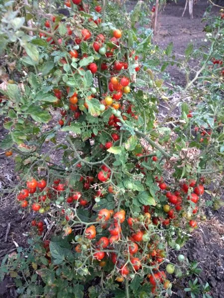 chudo-detki-4-153863