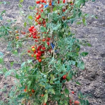 chudo-detki-7-153863