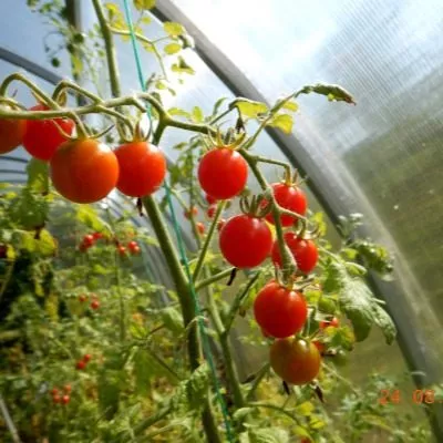 chudo-detki-8-153863