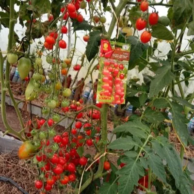 chudo-detki-9-153863