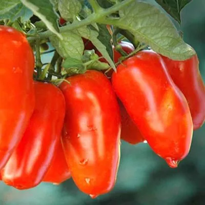 chudo-palchiki-5-154416