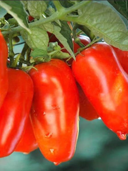 chudo-palchiki-main-154416