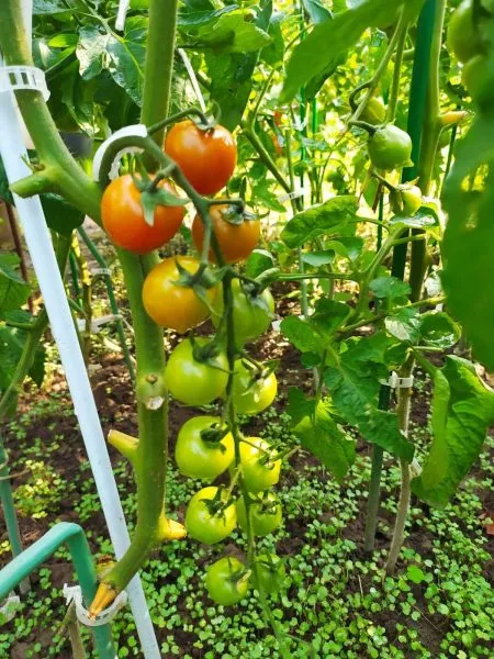 dachnoe-lakomstvo-1-168282