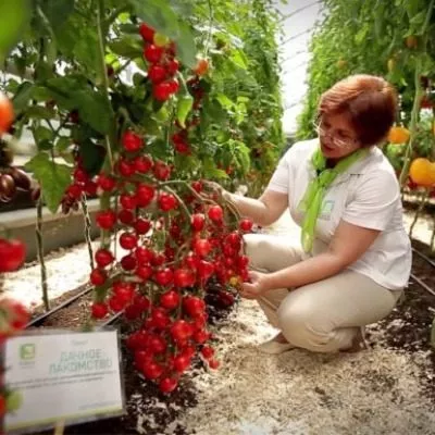 dachnoe-lakomstvo-5-168282