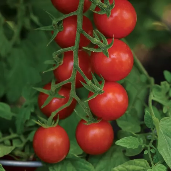 dachnoe-lakomstvo-main-168282