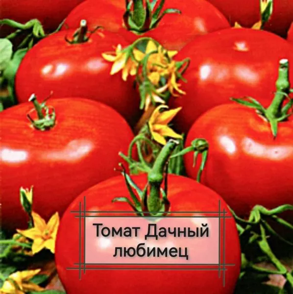 dachnyy-lyubimets-1-159224