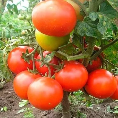 dachnyy-lyubimets-6-159224