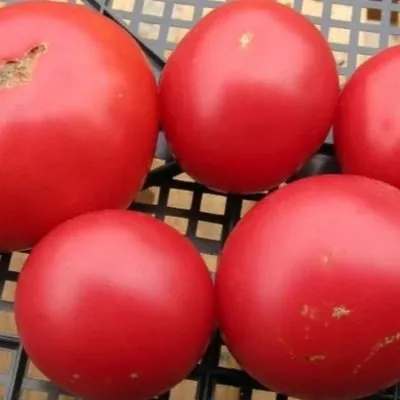 dalnevostochnyy-1-139277