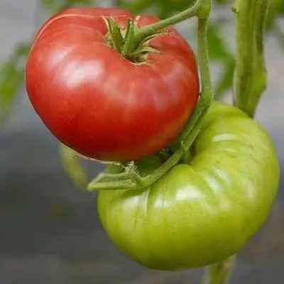 dalnevostochnyy-2-139277