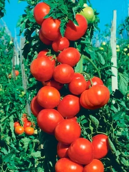 denezhnyy-meshok-4-167406