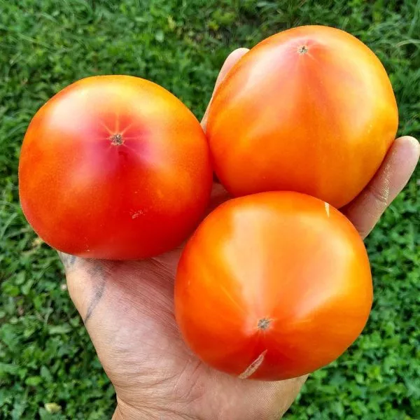 derevenskie-gorets-4-168855