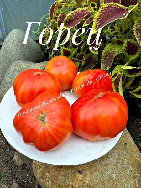 derevenskie-gorets-5-168855