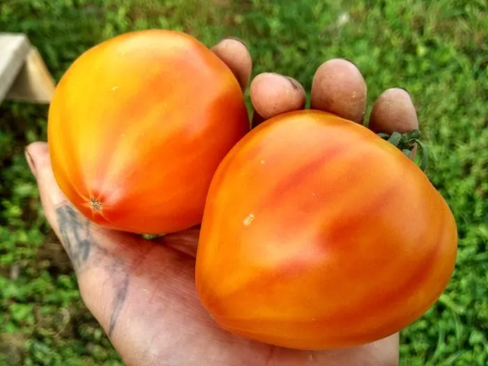 derevenskie-gorets-7-168855