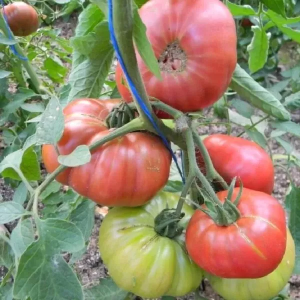 derevya-nizhney-polosy-1-151366